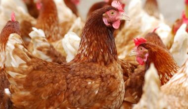 Australia now has bird flu. What are the risks to humans?