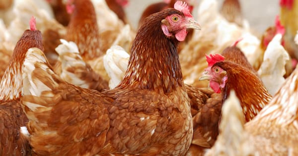 Australia now has bird flu. What are the risks to humans?