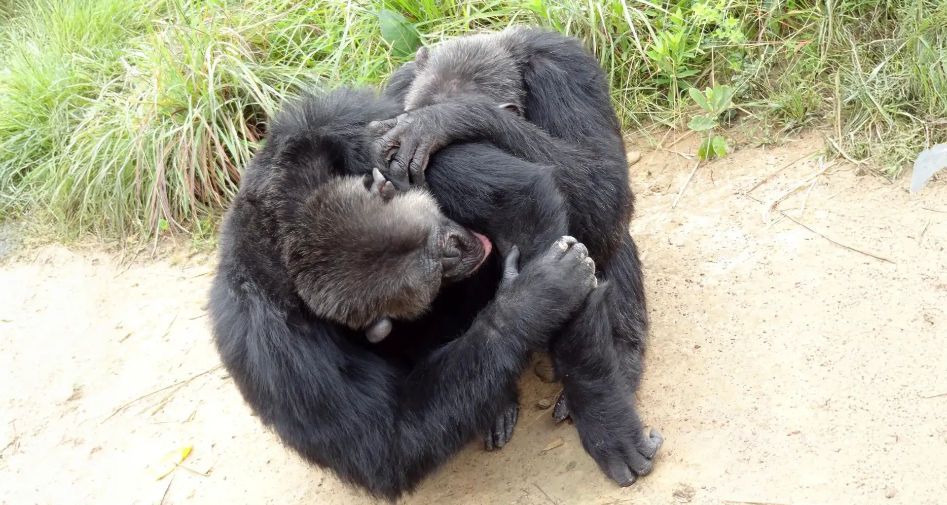 Chimpanzees and bonobos have human-like friend circles, study finds