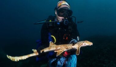 New shark species which walks on its fins discovered in the Pacific