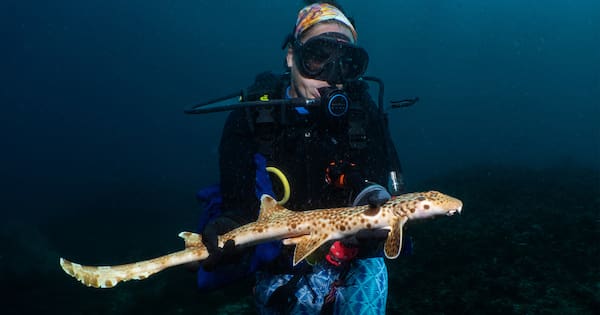 New shark species which walks on its fins discovered in the Pacific