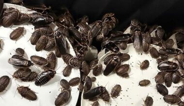 'Record bust': Over 100,000 exotic cockroaches seized in Australia