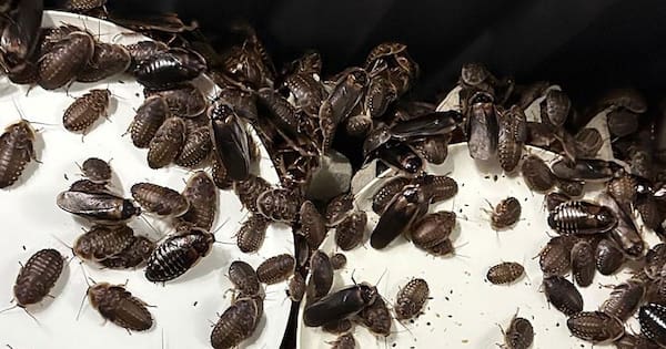 'Record bust': Over 100,000 exotic cockroaches seized in Australia