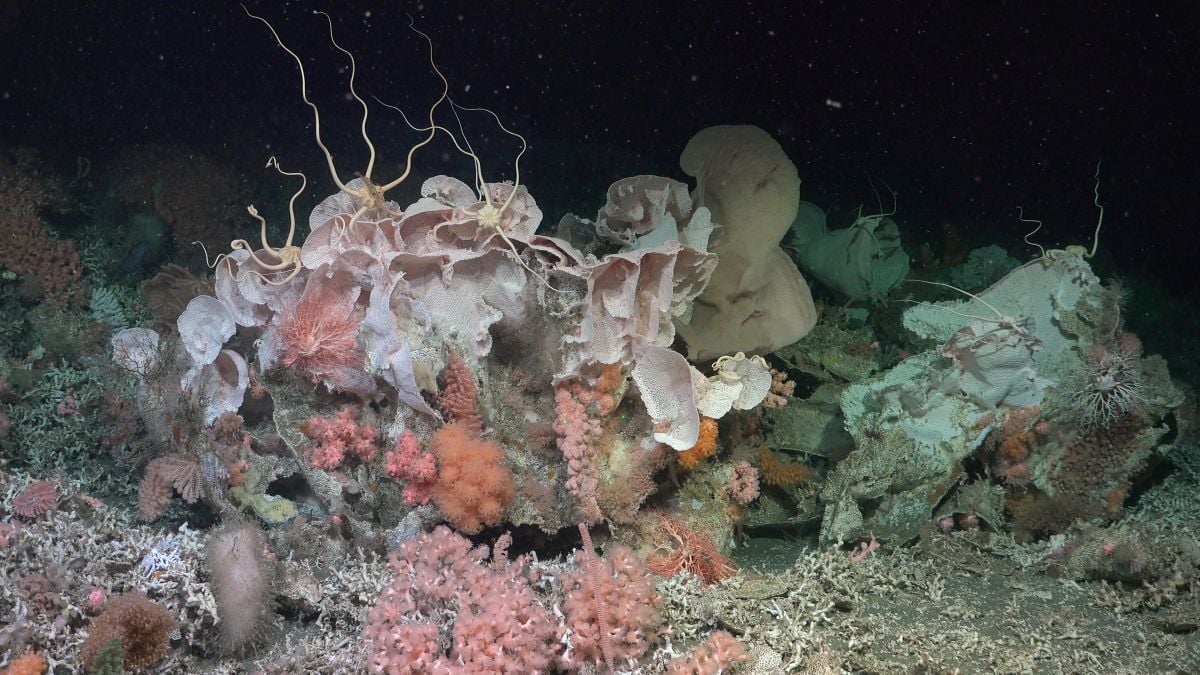 Hidden Coral World The Size of Vatican City Found Deep Beneath The Ocean