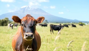 Kiwi consumers may be open to gene-edited cows' milk
