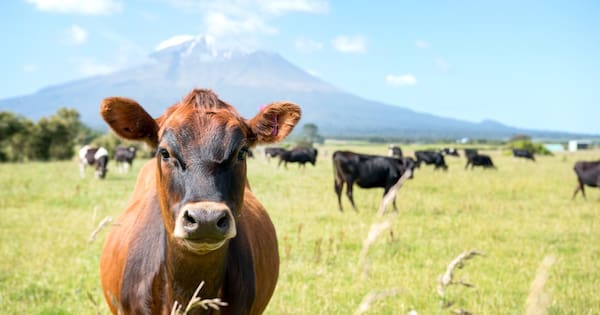 Kiwi consumers may be open to gene-edited cows' milk