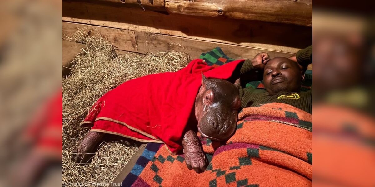 Hippo Couldn't Sleep Without Mom — So His Rescuer Moved His Bed To The Floor