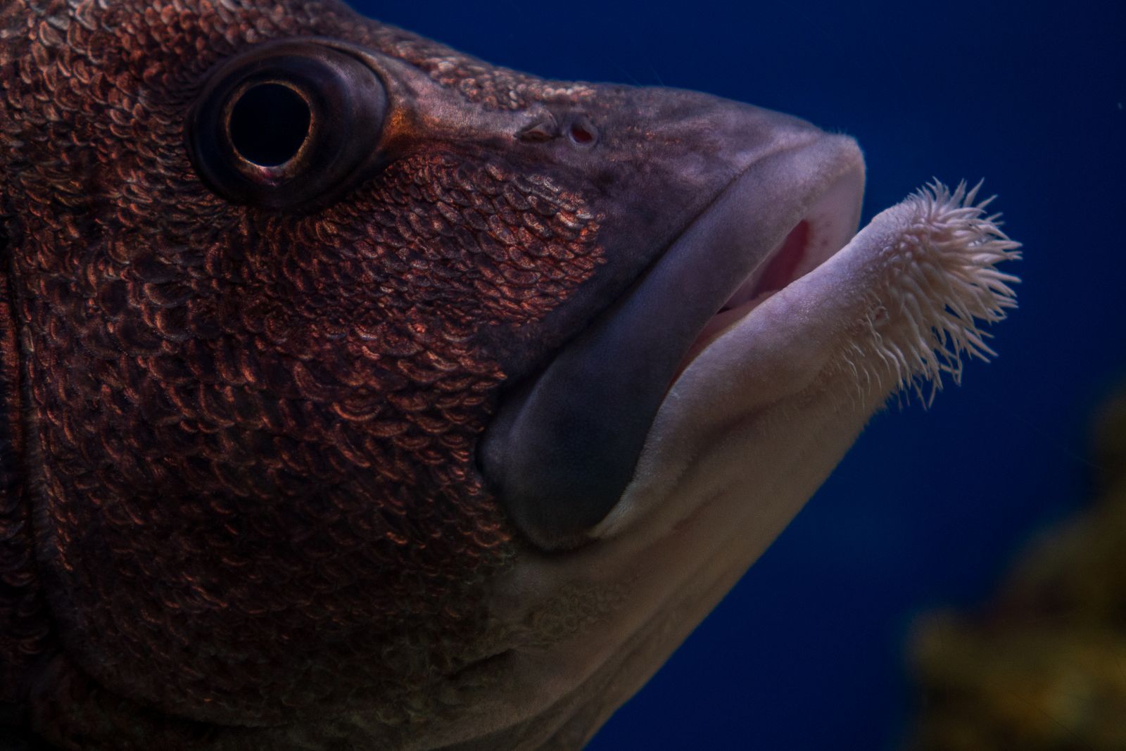 cymothoa exigua isopod