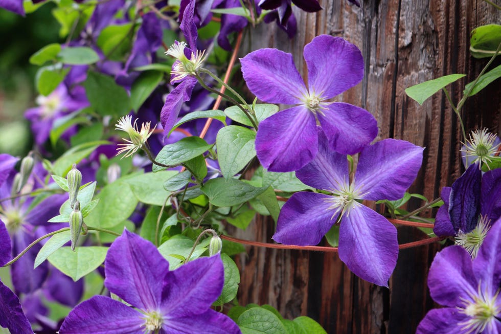 gorgeous purple clematis in bloom