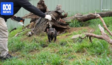 Missing Tasmanian devil will likely survive as Gold Coast search goes into second day