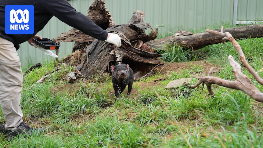 Missing Tasmanian devil will likely survive as Gold Coast search goes into second day