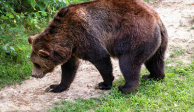 Woman Stares Down a Charging Grizzly Bear to Protect Her Dog and the Video Is Terrifying