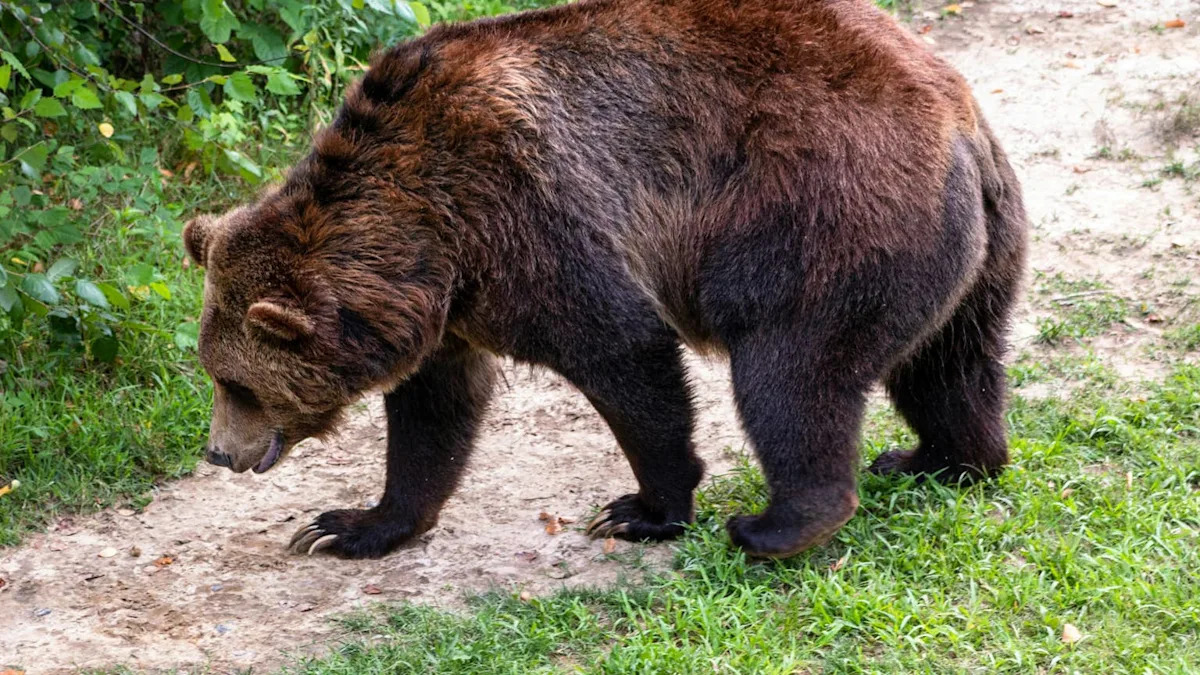 Woman Stares Down a Charging Grizzly Bear to Protect Her Dog and the Video Is Terrifying