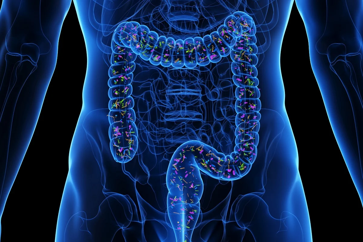 Human colon