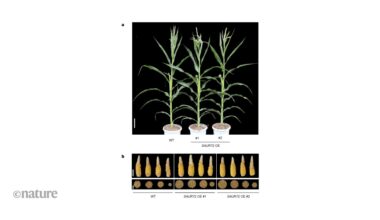 A maize gene that coordinates flowering aids drought resistance