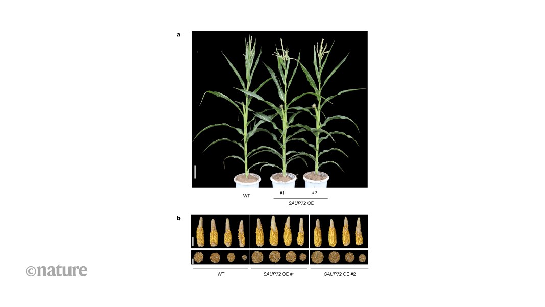 A maize gene that coordinates flowering aids drought resistance