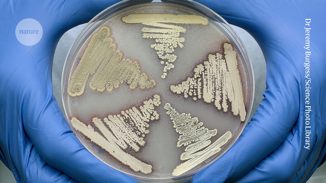 Antibiotic cocktail made by soil bacteria can kill superbugs