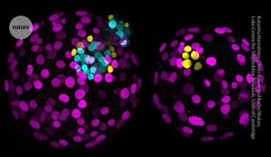 ‘Edited’ human embryos reveal secrets of our development — and fuel ethical debate