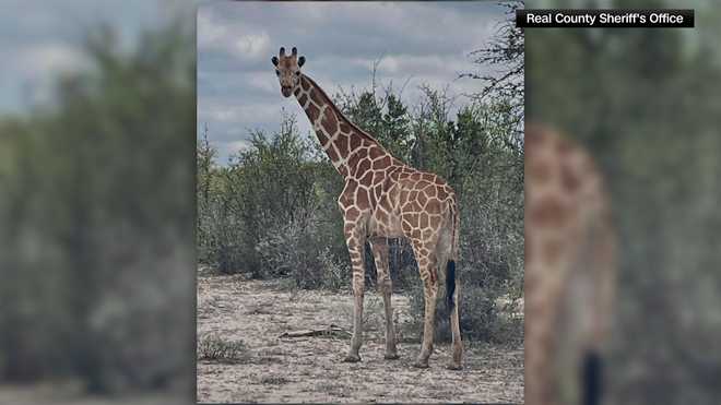giraffe giraffe