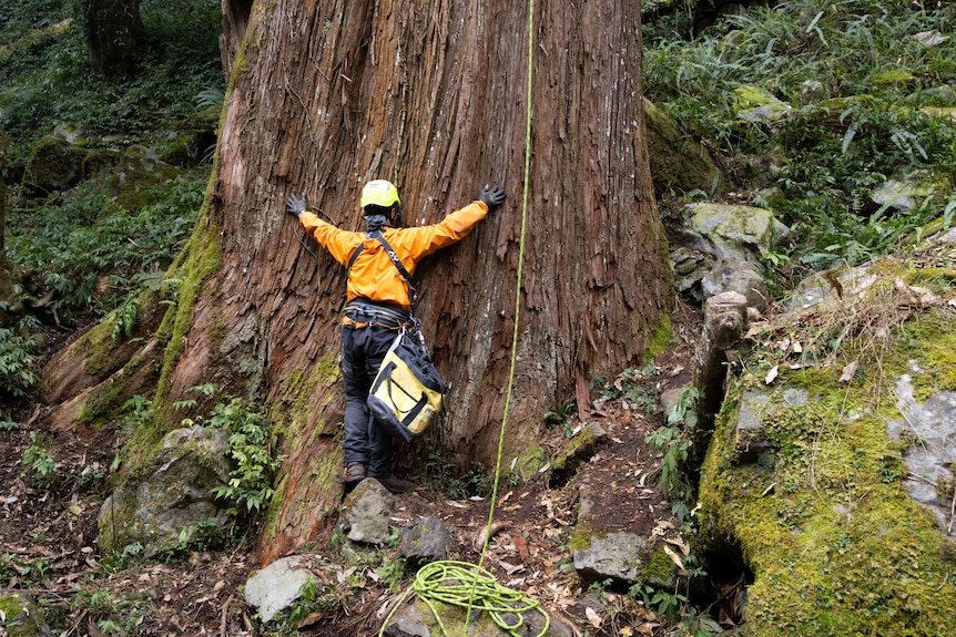 Man in orange jumper and climbing ropes prays with tree through hugging.