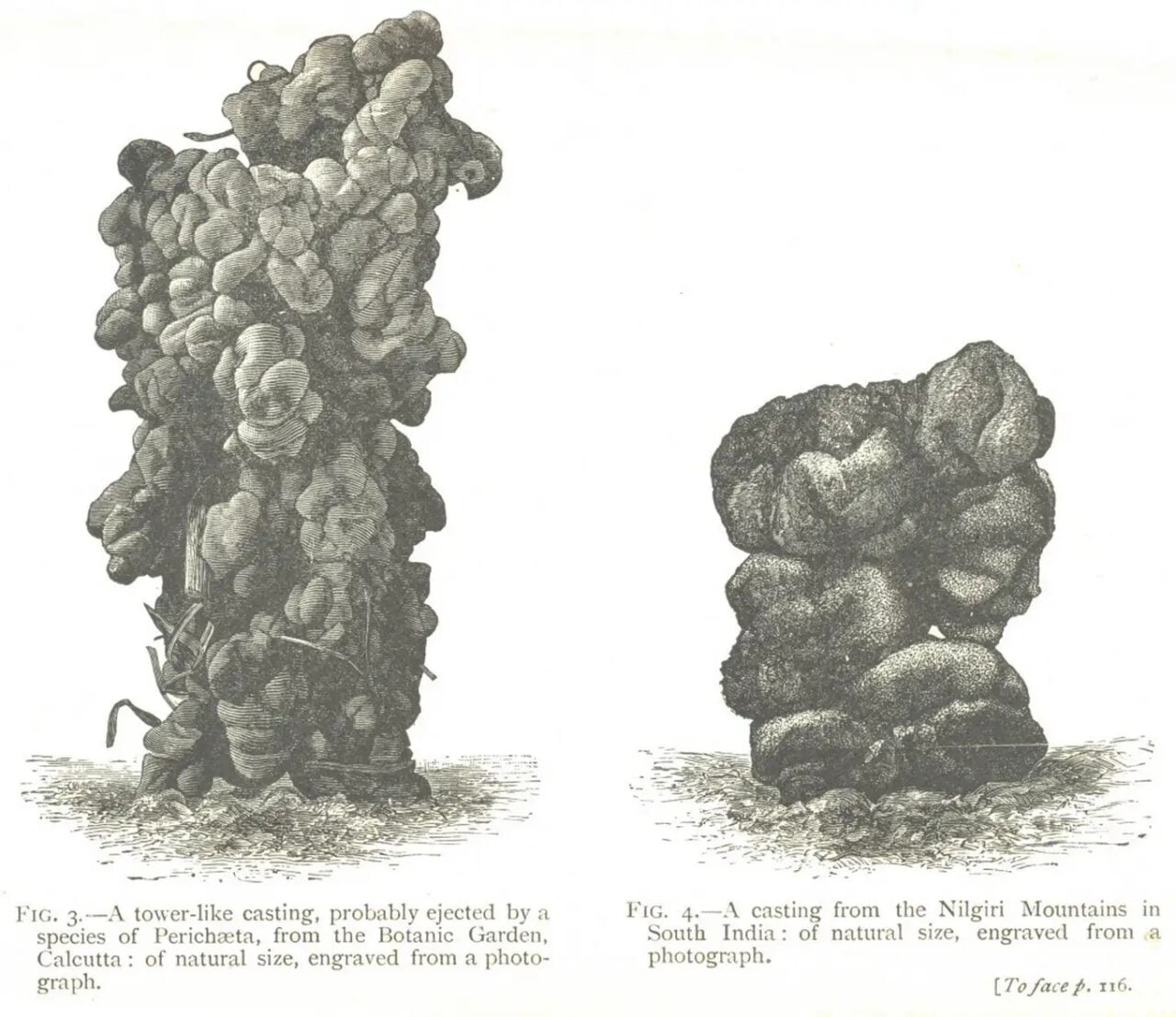 Darwin 1881 Worm Poop