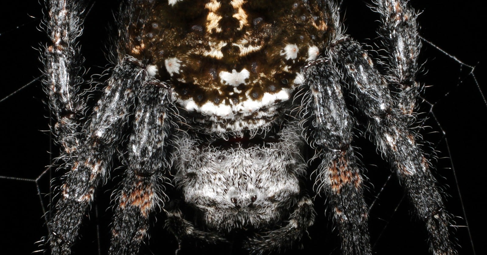 Darwin's bark spider spins the toughest biological material yet measured, a silk more than ten times tougher than Kevlar, and strings its web across rivers on bridge lines up to 25 meters long