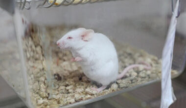 Experimental Alzheimer's compound helps mice live longer by hitting a target existing drugs miss