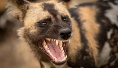 "Prey is disembowelled and rapidly consumed, often still conscious." 10 deadly species that form ruthless gangs to hunt and kill prey