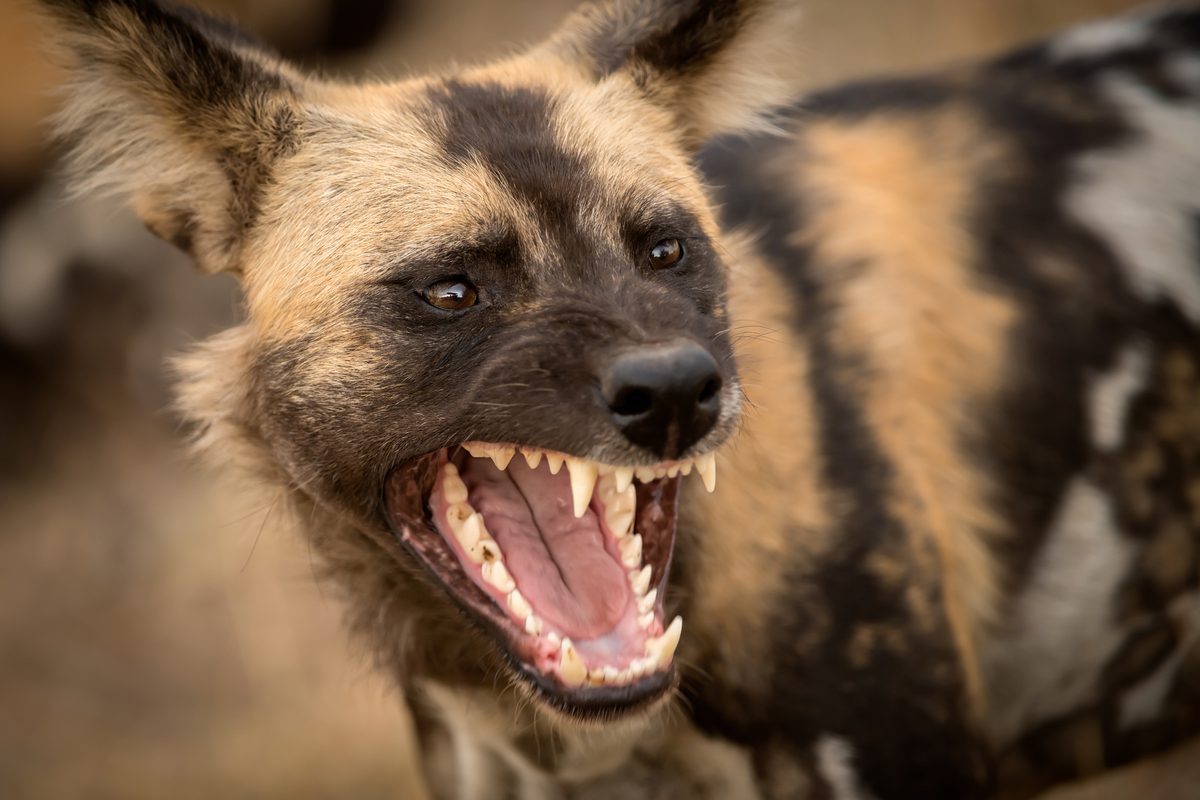 "Prey is disembowelled and rapidly consumed, often still conscious." 10 deadly species that form ruthless gangs to hunt and kill prey