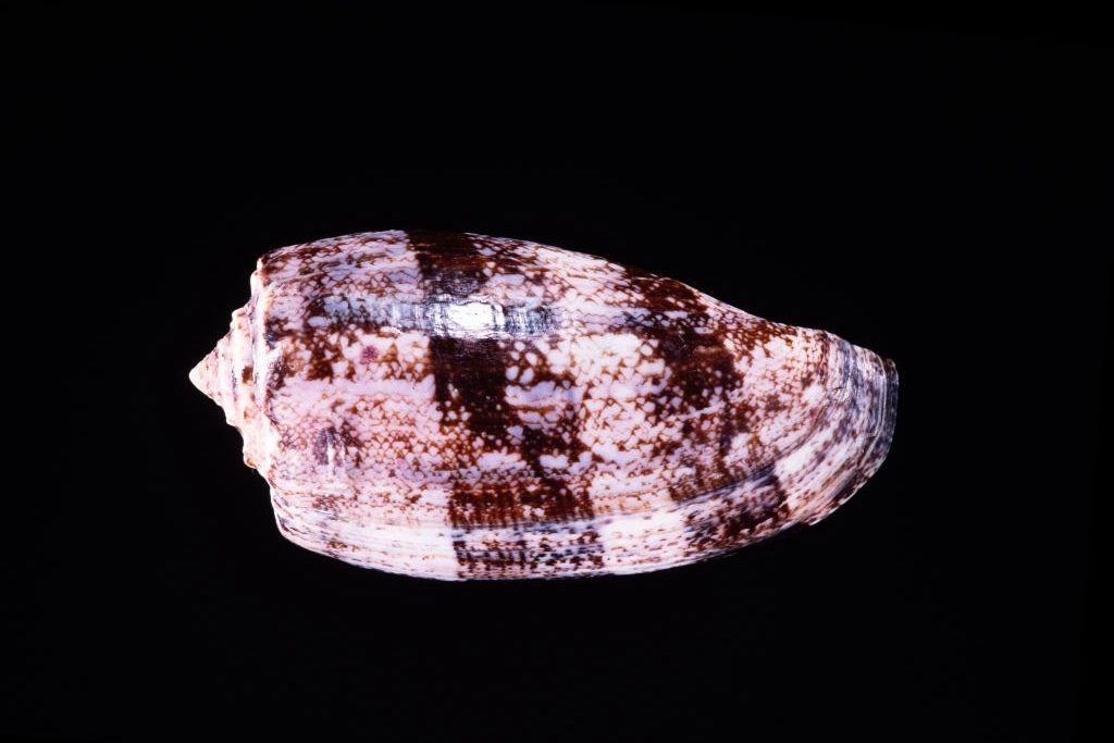 "Its lethal toxins rapidly interfere with nerve function, locking muscles & shutting down vital processes." Despite its beauty it's one deadly shell