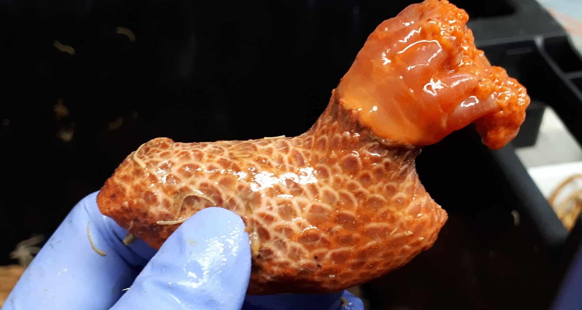 This Detached Sea Cucumber Limb Has Been Living on Its Own For More Than Three Years