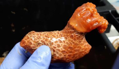 This Detached Sea Cucumber Limb Has Been Living on Its Own For More Than Three Years