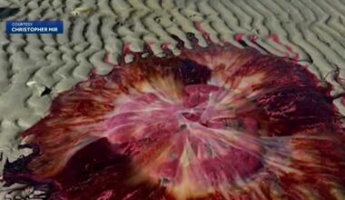 Lion's mane jellyfish return to Gulf of Maine