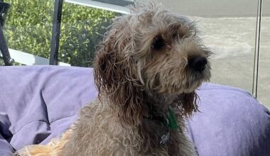 Much loved family pet Rory mauled to death by another dog