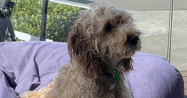 Much loved family pet Rory mauled to death by another dog