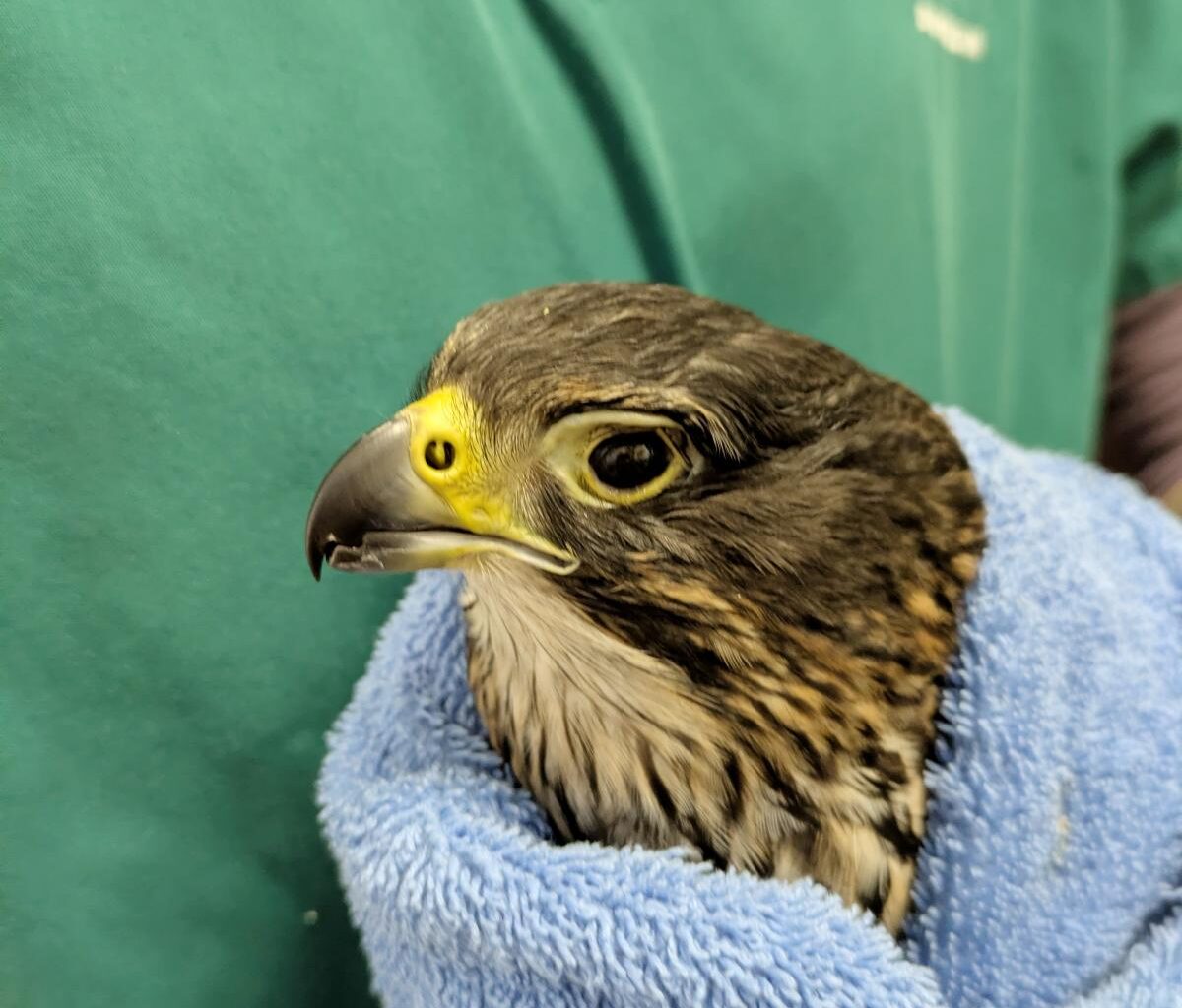 ‘Bright future’ hope for injured falcon