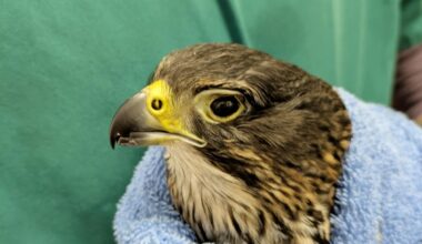 ‘Bright future’ hope for injured falcon