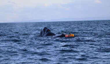 Whale disentanglement off Bluff a first