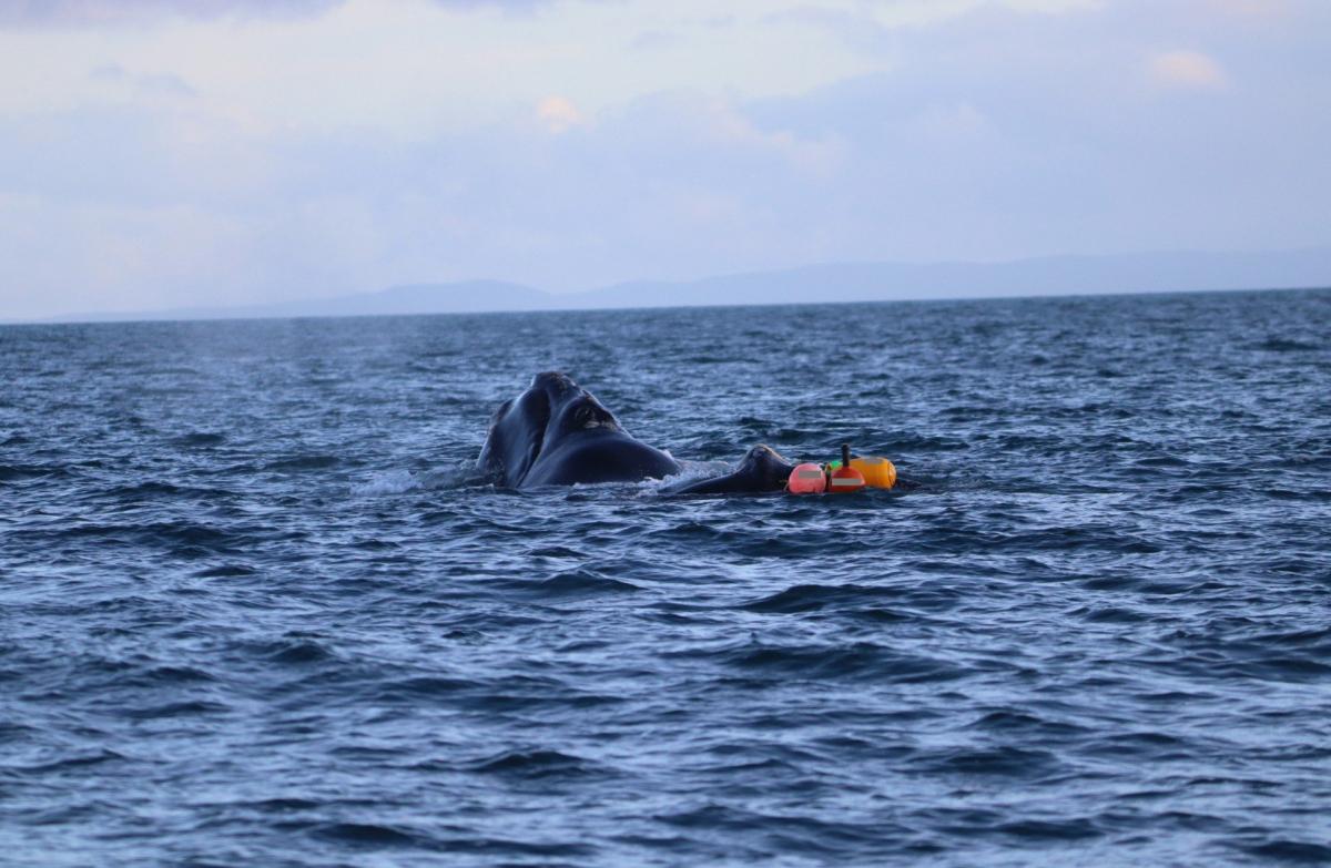 Whale disentanglement off Bluff a first