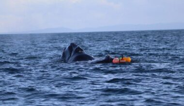 Large whale 'tangled in buoy' off Dunedin coast