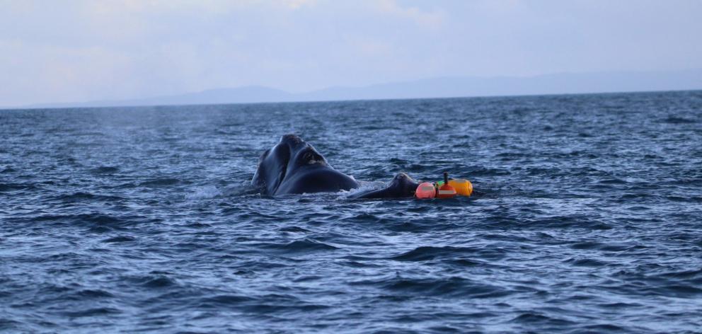 Large whale 'tangled in buoy' off Dunedin coast