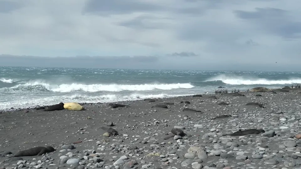 Wildlife experts assessed a H5 bird flu mass mortality event among southern elephant seals at Capsize Beach, Paddick area of Heard Island, Australia on October 2025. - Courtesy Australian Antarctic Division