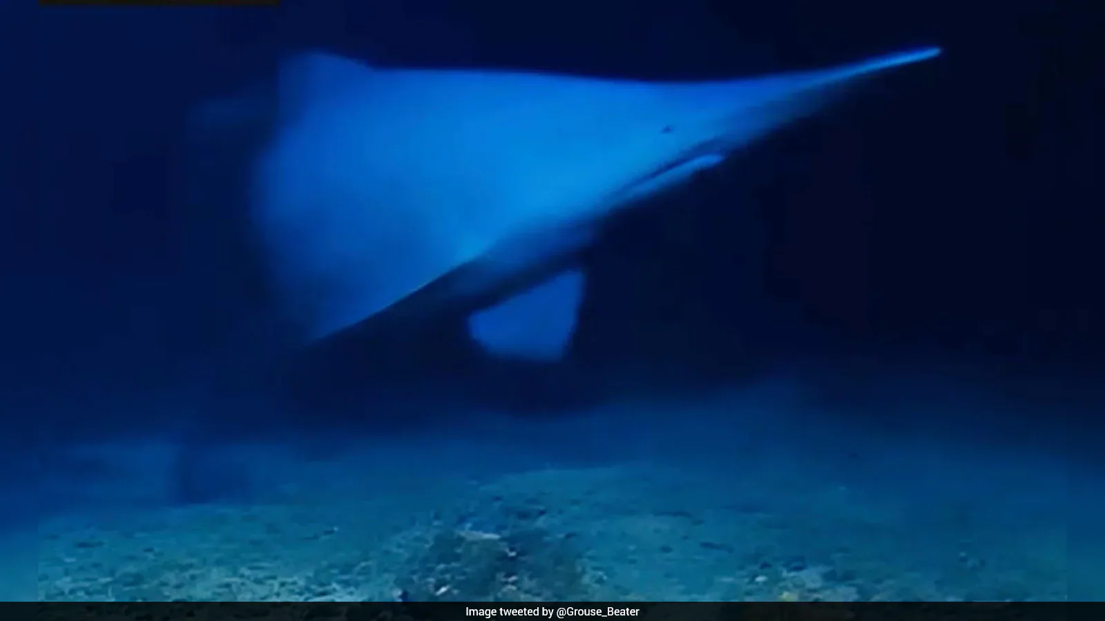 Watch: Scientists Capture First-Ever Footage Of A Live Goblin Shark In The Deep Ocean