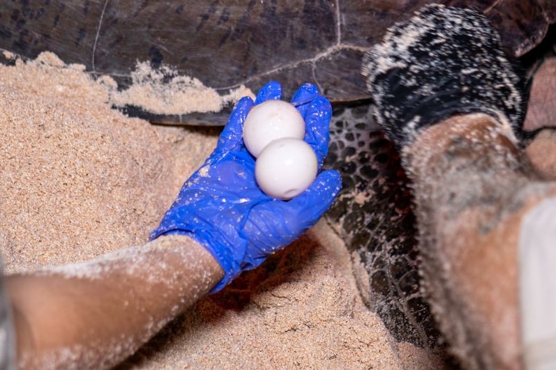 A hand holding two round white eggs while another hand reaches under a turtle shell.
