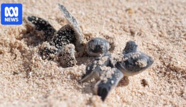 Thousands of baby green sea turtles head to sea after successful egg relocation
