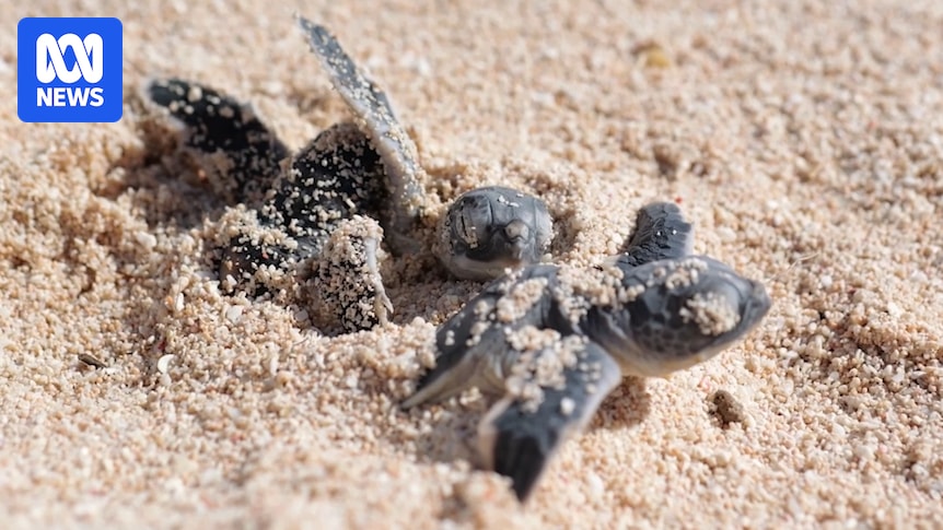 Thousands of baby green sea turtles head to sea after successful egg relocation