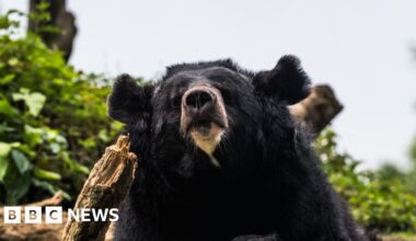 Black bear caught in Japan after days of sightings - BBC