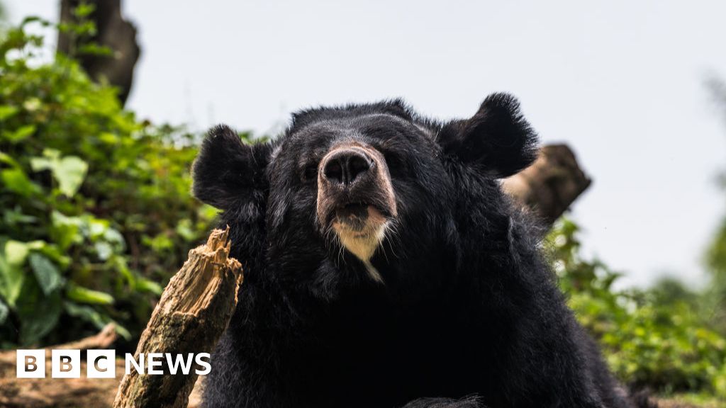 Black bear caught in Japan after days of sightings - BBC