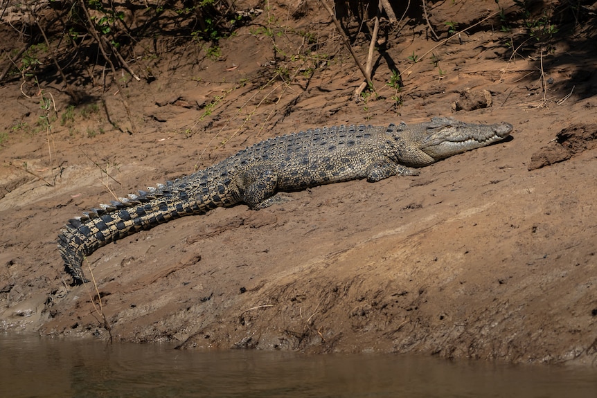 A brown crocodile sitting on the muddy banks of a river, tale slightly curved around.