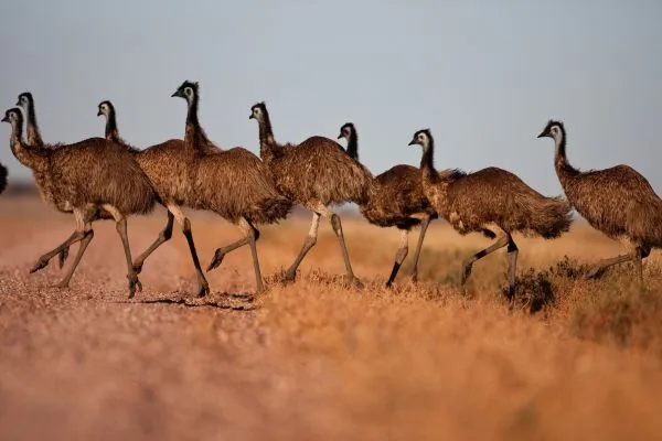 emu ratites